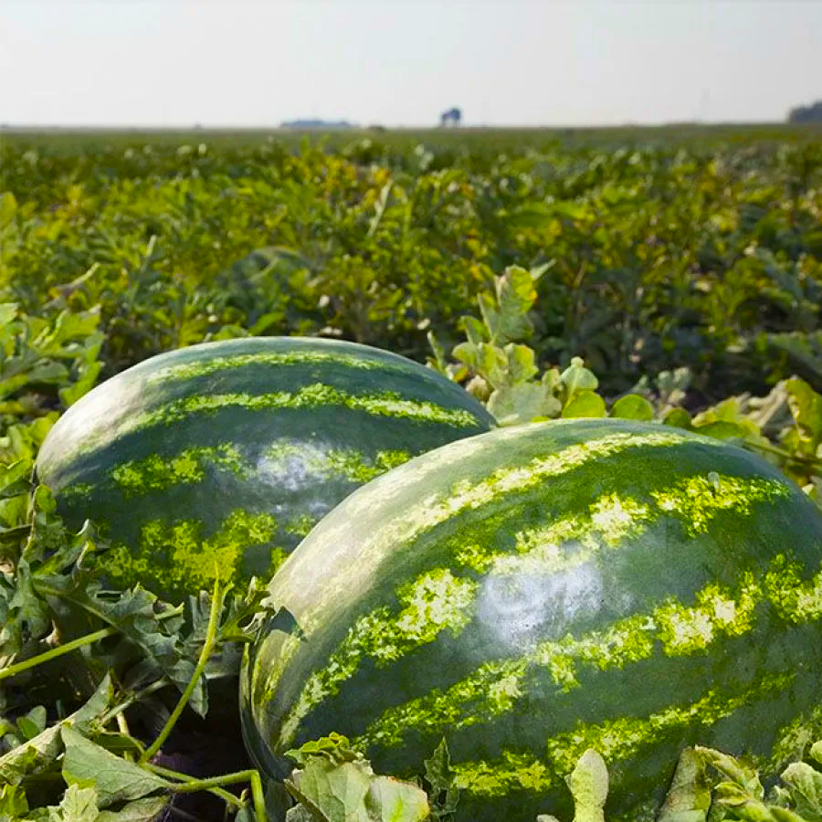 🍉 Семена за диня „Лесна работа“ – сладък и сочен сорт, който расте без усилия 🌱✨