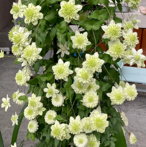 🌸 Клематис – рядка катерлива красота, която превръща стените в цветущ шедьовър 🌿✨