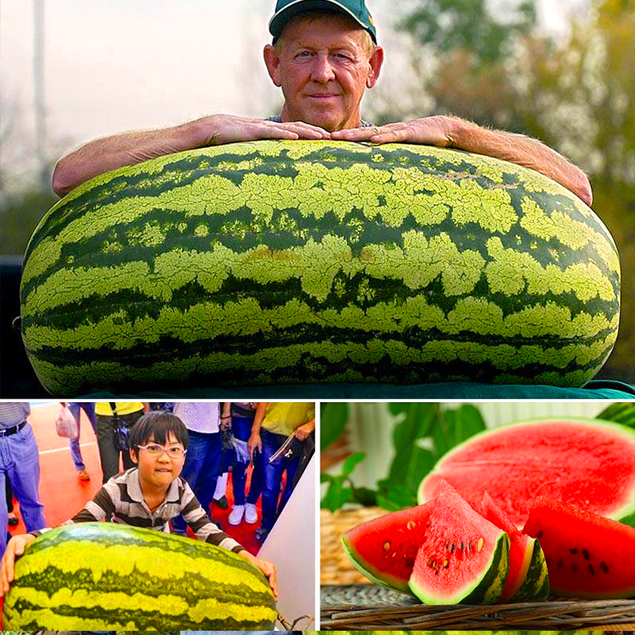 🍉 Семена за диня „Лесна работа“ – сладък и сочен сорт, който расте без усилия 🌱✨