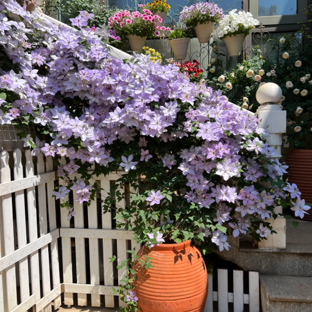 🌸 Клематис – рядка катерлива красота, която превръща стените в цветущ шедьовър 🌿✨