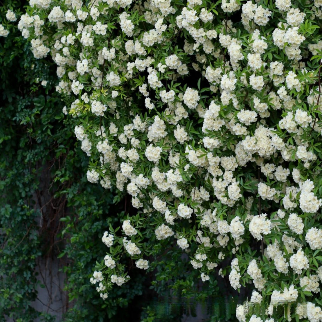 🌹 Розата на лейди Банкс – катерлива роза без бодли, уникална и елегантна 🌿✨
