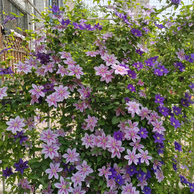 🌸 Клематис – рядка катерлива красота, която превръща стените в цветущ шедьовър 🌿✨