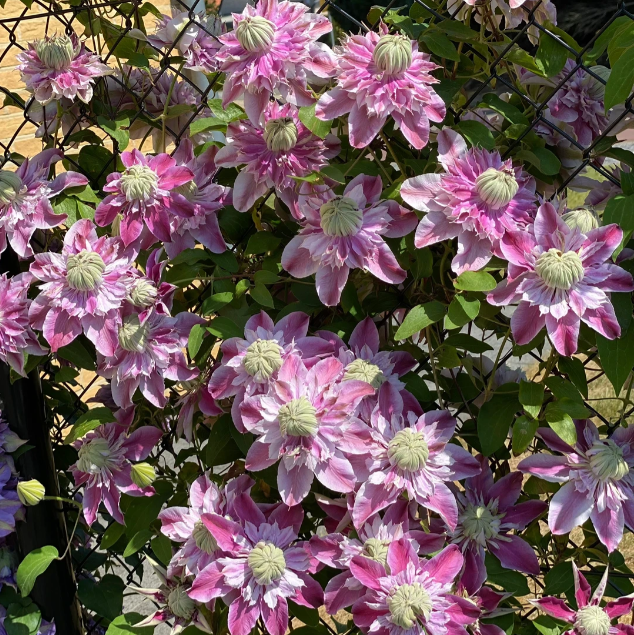 🌸 Клематис – рядка катерлива красота, която превръща стените в цветущ шедьовър 🌿✨