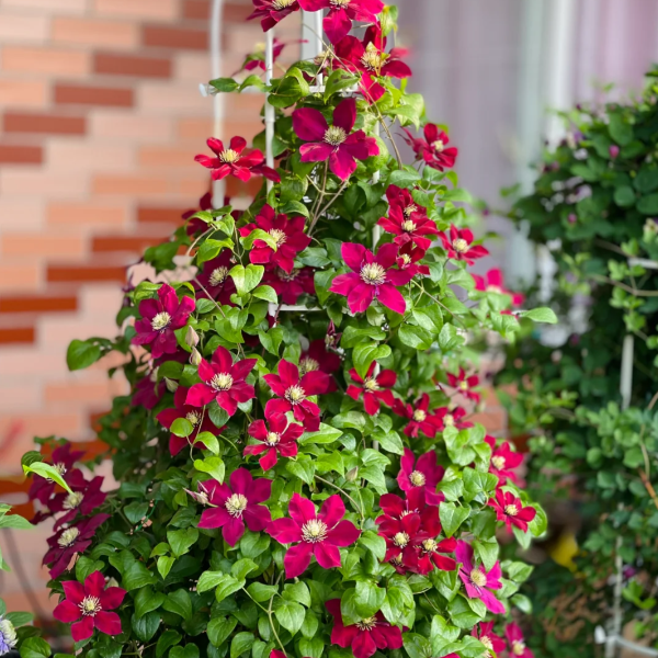 🌸 Клематис – рядка катерлива красота, която превръща стените в цветущ шедьовър 🌿✨