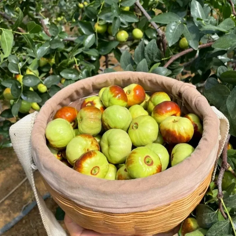 🍏 Хинап (Зимска фурма) – изключително сладък, хрупкав и късен сорт за вашата градина 🌿✨