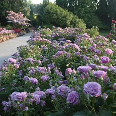 🌹 „Градината на Едем“ – Виещата роза за вашата българска градина 🏡