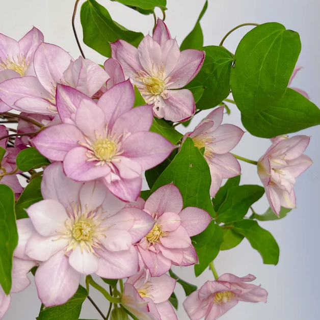 🌸 Клематис – рядка катерлива красота, която превръща стените в цветущ шедьовър 🌿✨