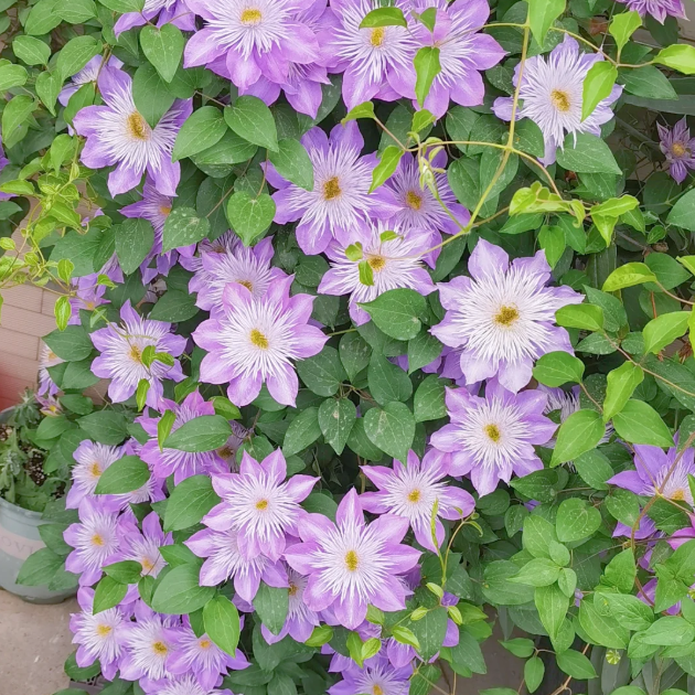 🌸 Клематис – рядка катерлива красота, която превръща стените в цветущ шедьовър 🌿✨