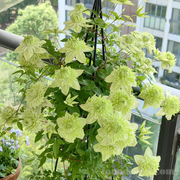 🌸 Клематис – рядка катерлива красота, която превръща стените в цветущ шедьовър 🌿✨