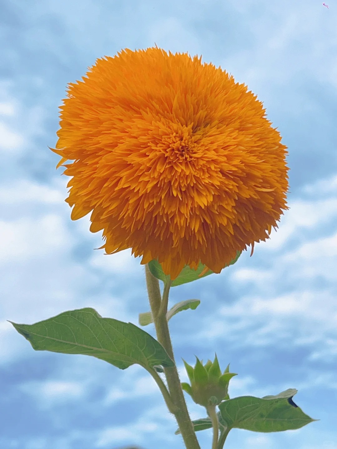 🌻 Adorable Giant Teddy Bear Sunflower 🔆