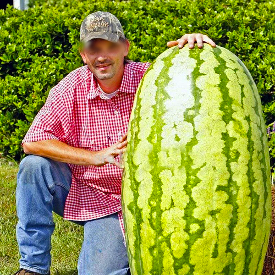 🍉 Семена за диня „Лесна работа“ – сладък и сочен сорт, който расте без усилия 🌱✨