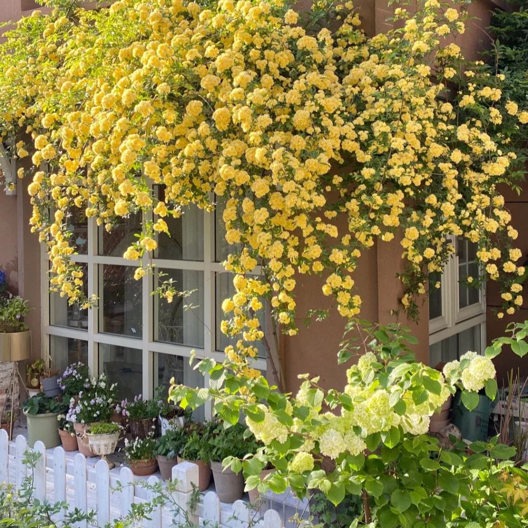 🌹 Розата на лейди Банкс – катерлива роза без бодли, уникална и елегантна 🌿✨