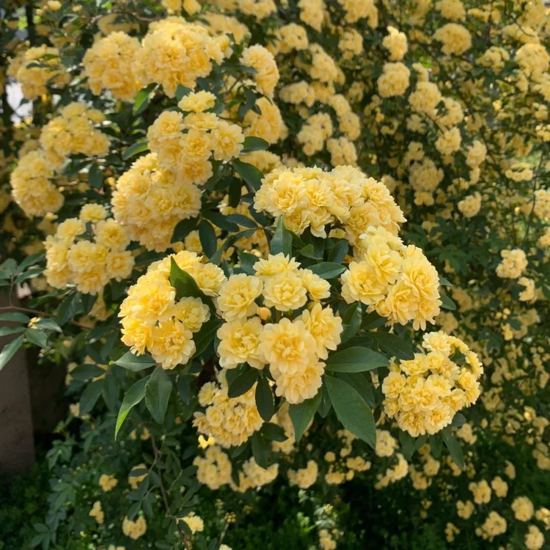 🌹 Розата на лейди Банкс – катерлива роза без бодли, уникална и елегантна 🌿✨