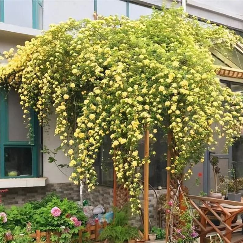 🌹 Розата на лейди Банкс – катерлива роза без бодли, уникална и елегантна 🌿✨