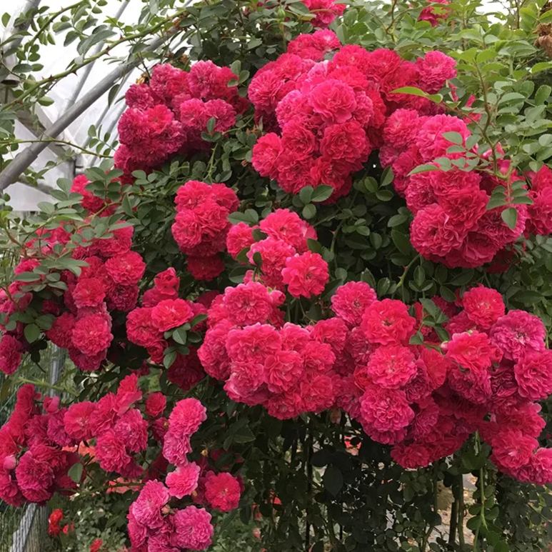 🌹 Розата на лейди Банкс – катерлива роза без бодли, уникална и елегантна 🌿✨