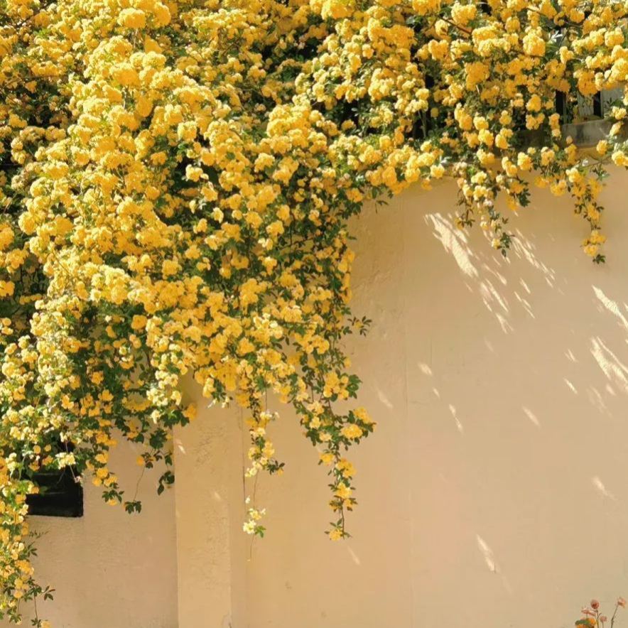 🌹 Розата на лейди Банкс – катерлива роза без бодли, уникална и елегантна 🌿✨