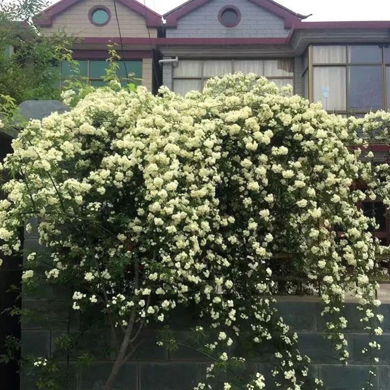 🌹 Розата на лейди Банкс – катерлива роза без бодли, уникална и елегантна 🌿✨