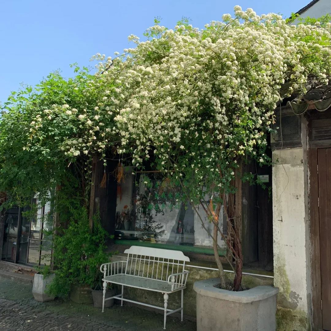 🌹 Розата на лейди Банкс – катерлива роза без бодли, уникална и елегантна 🌿✨