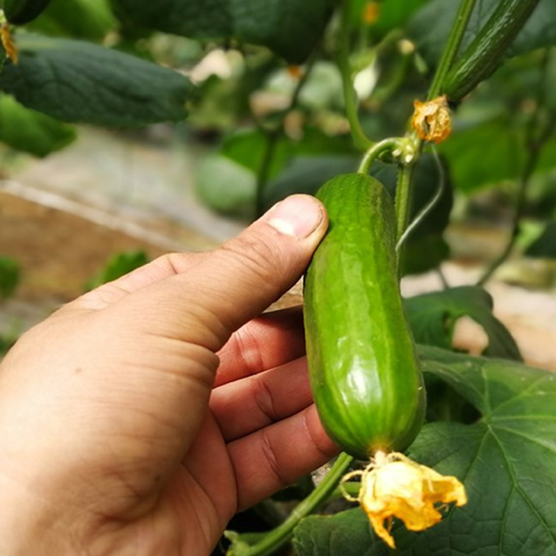 Thorn-less Mini Cucumber Seeds
