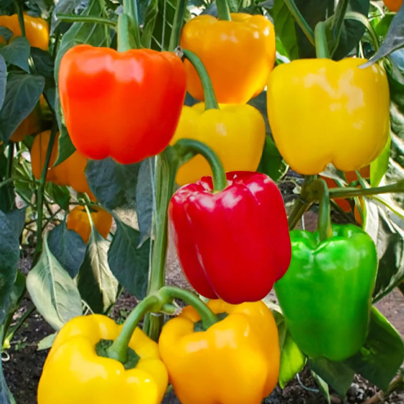 COLORFUL SWEET PEPPER SEEDS