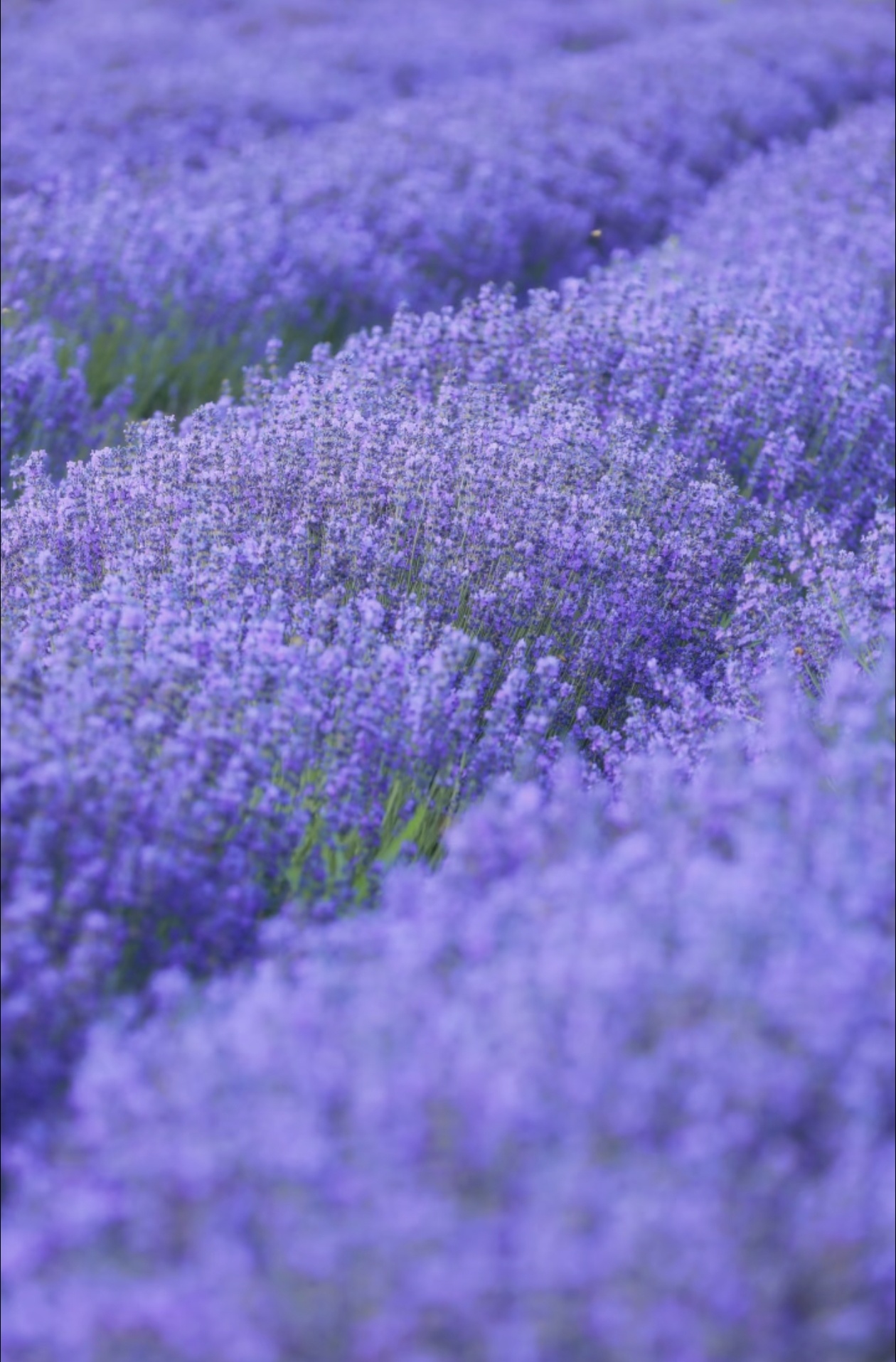 Семена от лавандула за дома 💜