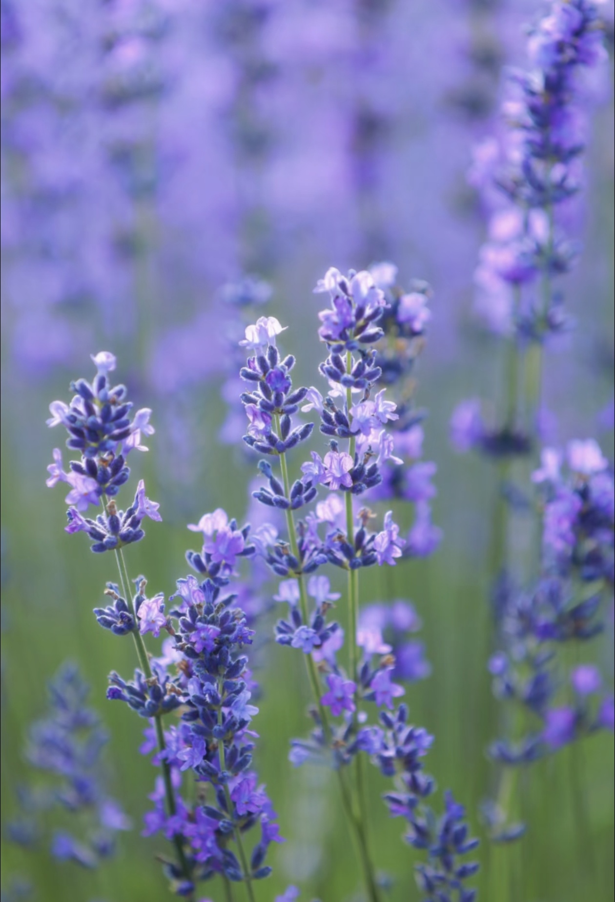 Семена от лавандула за дома 💜