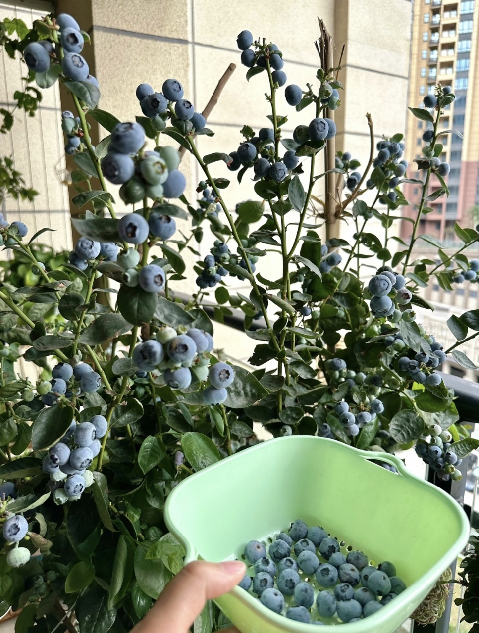 Цар на горските плодове - Семена на гигантски боровинки - Растения от Four Seasons