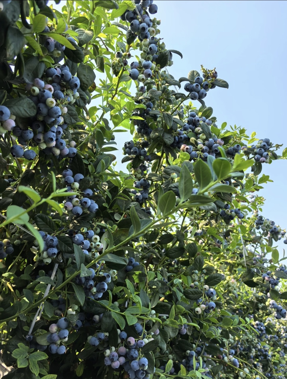 Цар на горските плодове - Семена на гигантски боровинки - Растения от Four Seasons