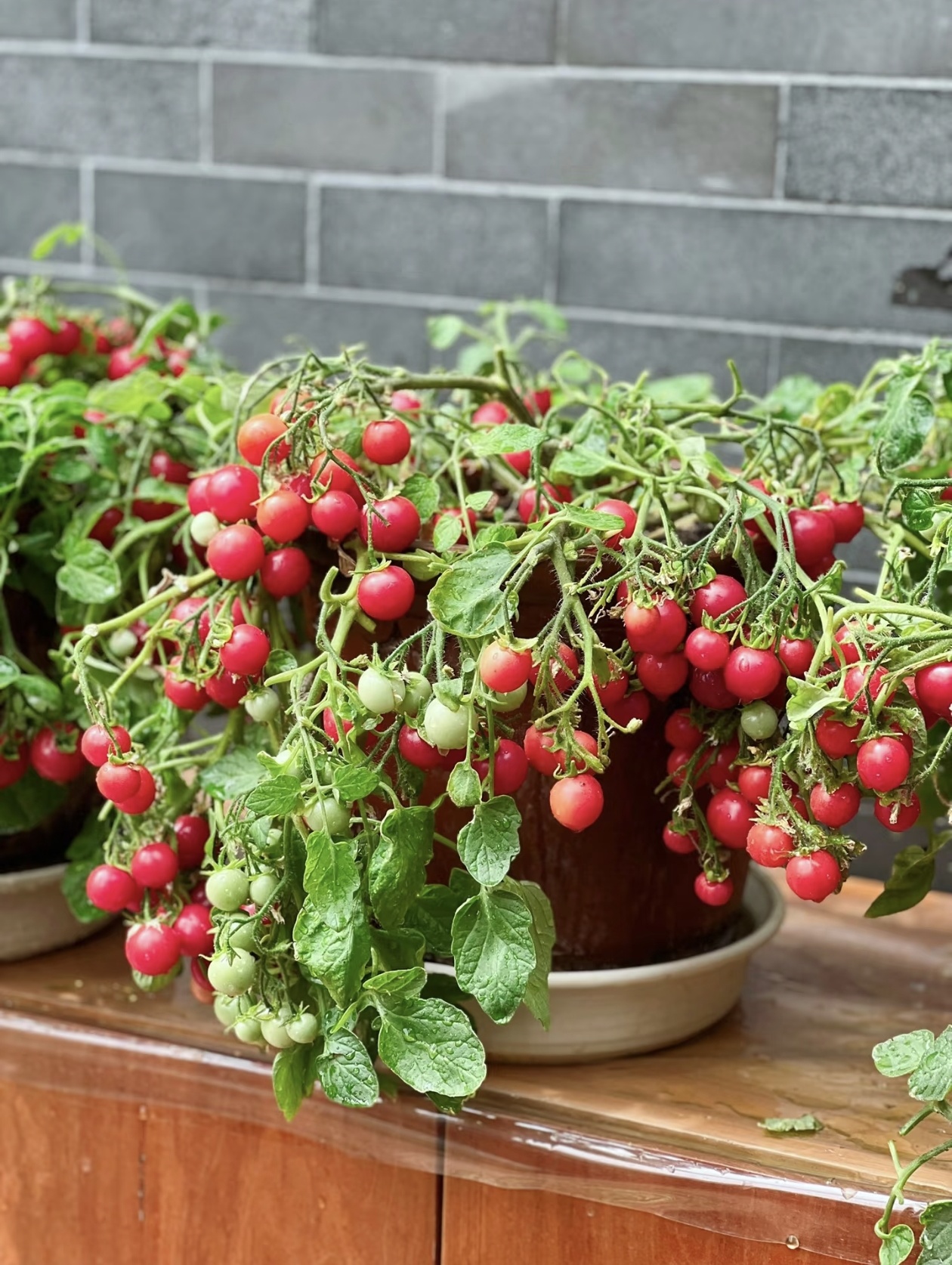 Премиум семена от домати Waterfall - Високодобивни каскадни чери домати за висящи кошници и балкони