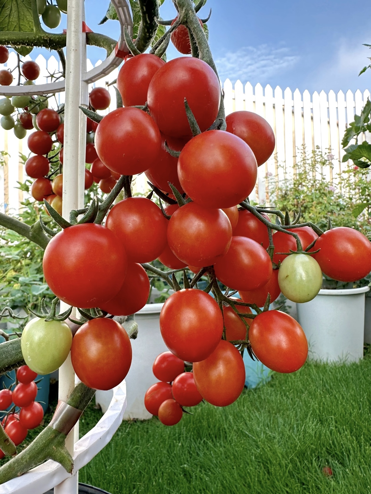 Премиум семена от домати Waterfall - Високодобивни каскадни чери домати за висящи кошници и балкони