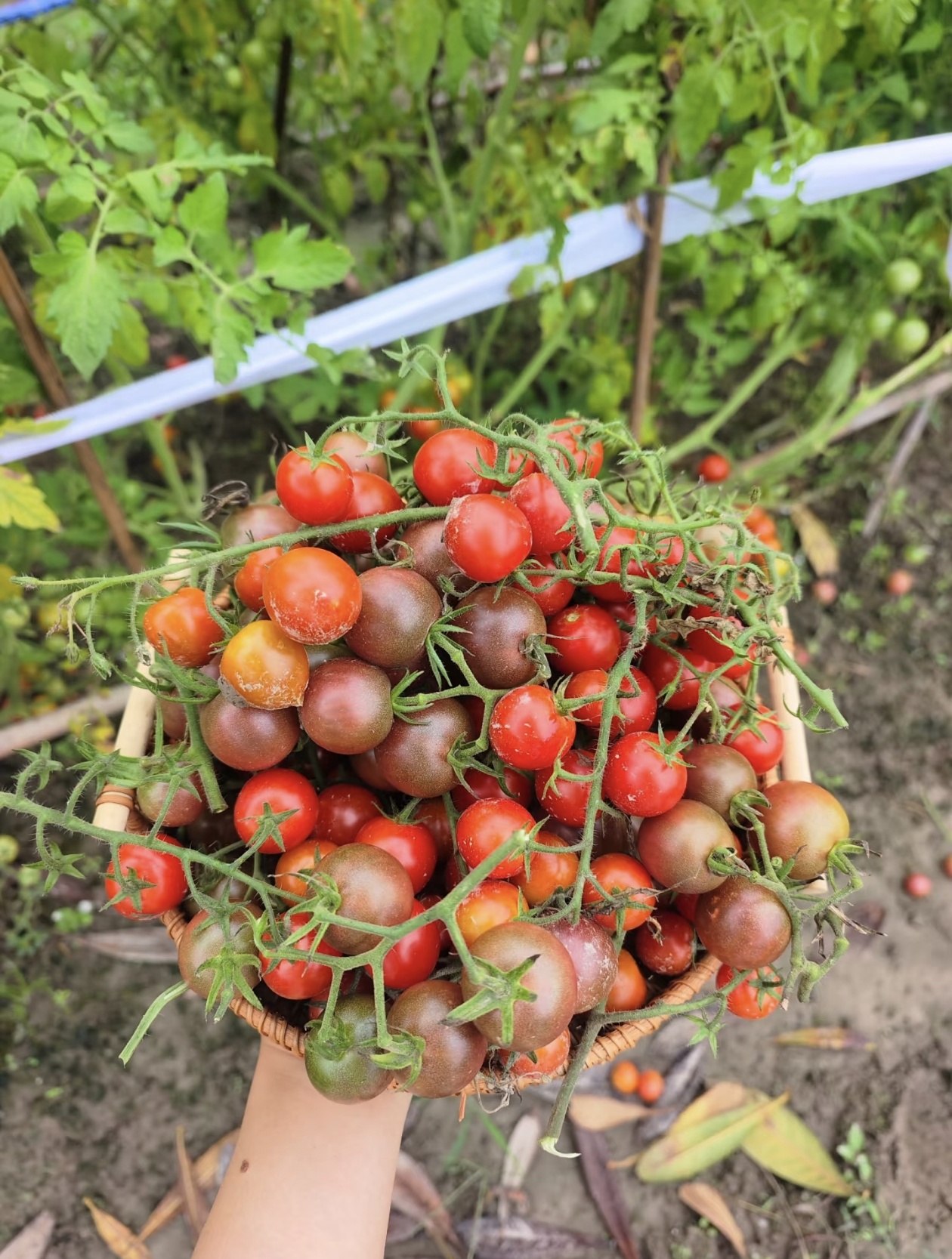 Премиум семена от домати Waterfall - Високодобивни каскадни чери домати за висящи кошници и балкони