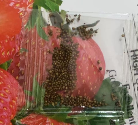 🔥Hot Sale Promotion 49% OFF🎁Creamy Strawberry Seeds🍓