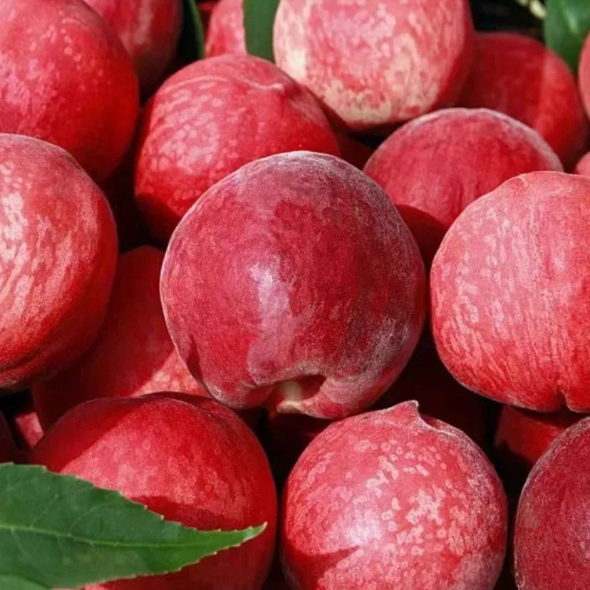 СЕМЕНА ЗА КЪРВАВА ПРАСКОВА (С ЧЕРВЕНО МЕСО)