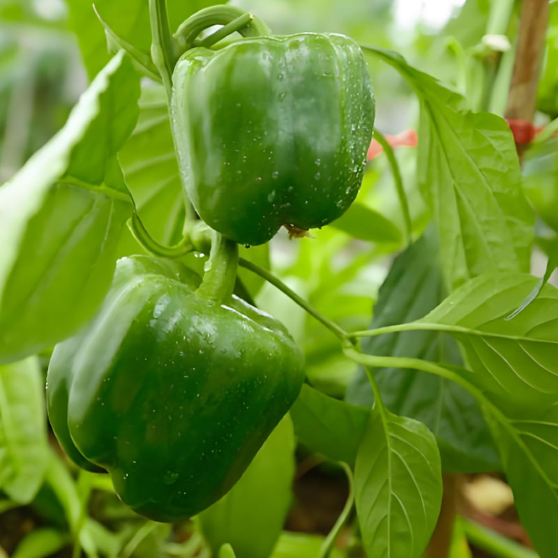 COLORFUL SWEET PEPPER SEEDS