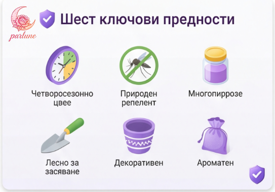 Семена от лавандула за дома 💜