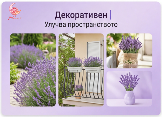 Семена от лавандула за дома 💜