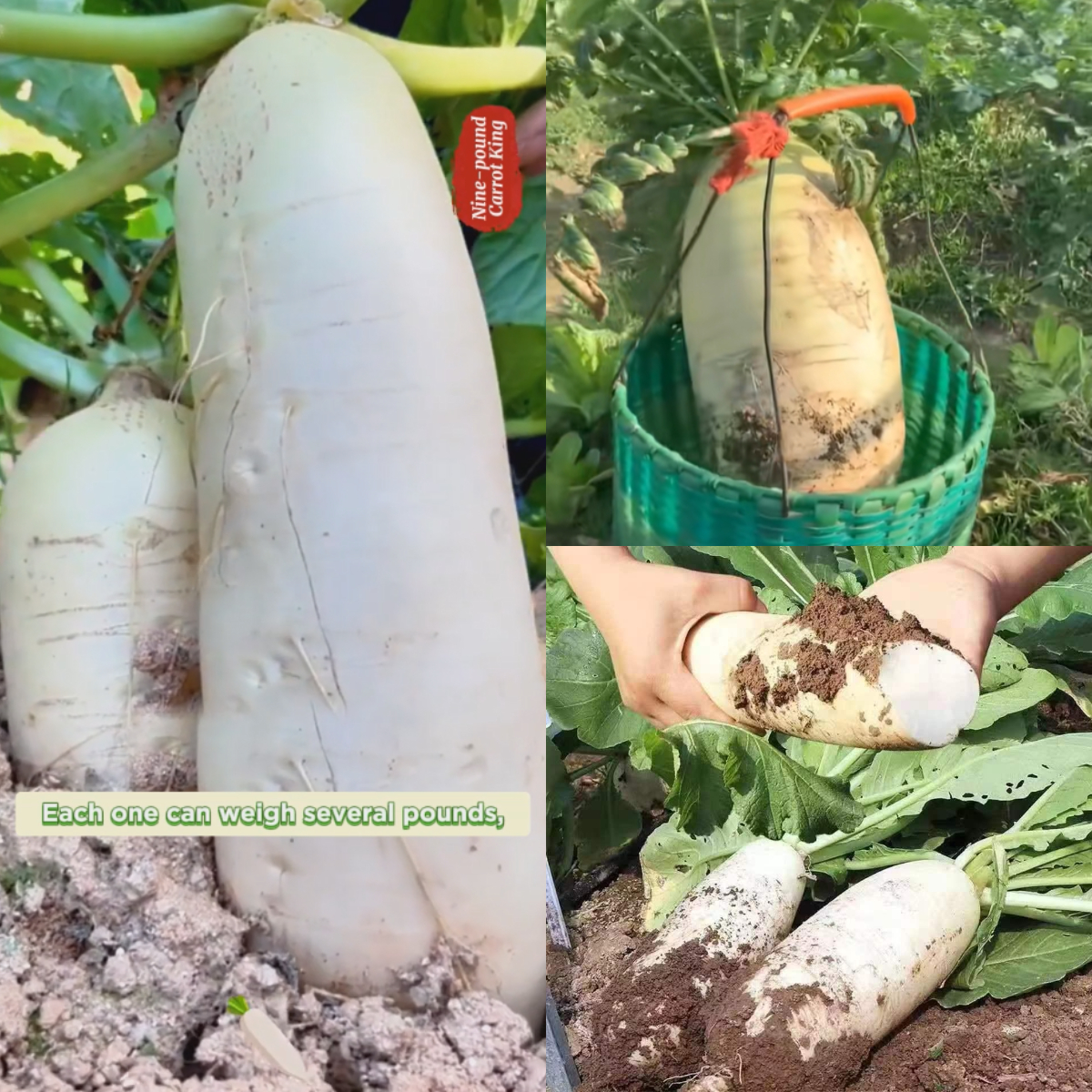 🌟 The Nine-pound Radish King Seeds 🌟