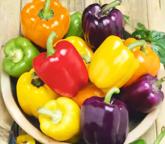 🫑Colorful Sweet Pepper Seeds Organic