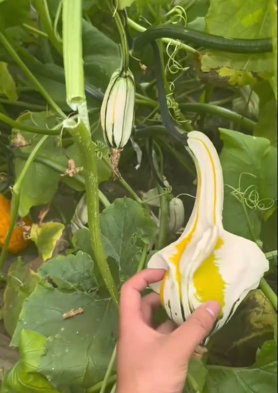 White Swan Pumpkin Seeds🦢🎃Rare Pumpkins