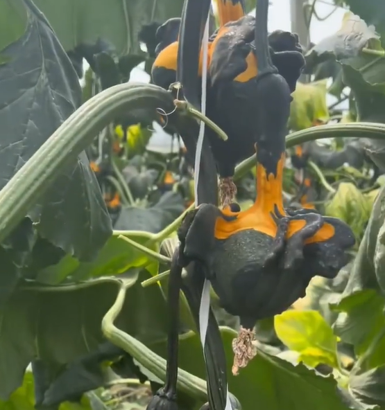 White Swan Pumpkin Seeds🦢🎃Rare Pumpkins