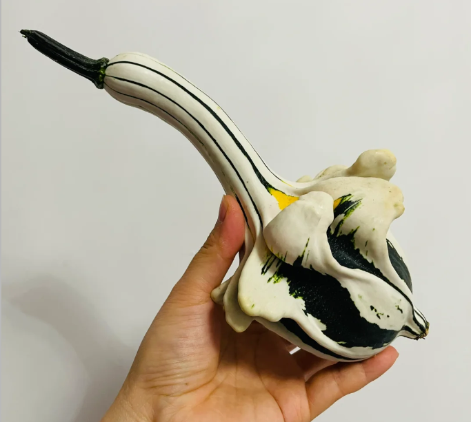 White Swan Pumpkin Seeds🦢🎃Rare Pumpkins