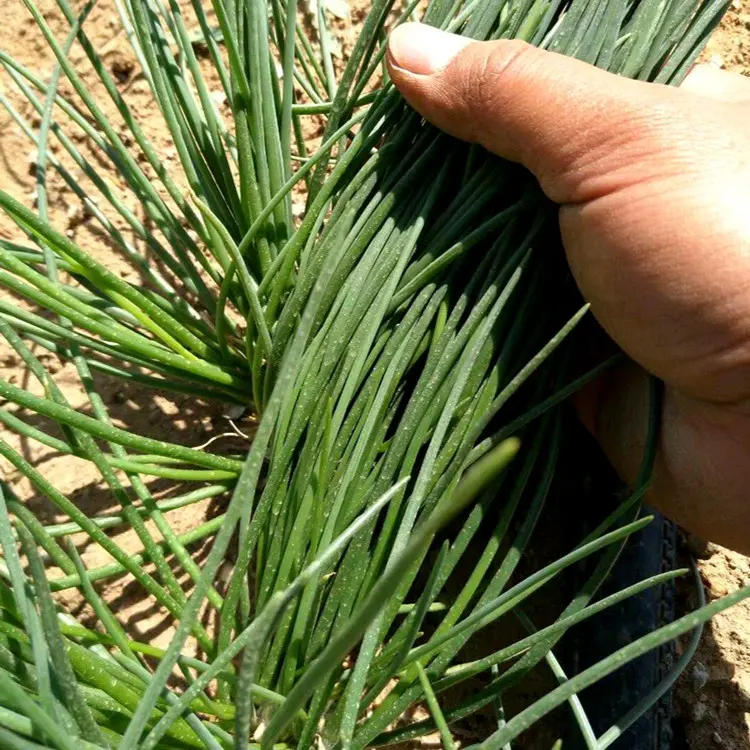 🌿 Wild Onion Seeds (Allium polyrhizum) 🌍 Exotic Flavor, Year-Round Harvest!