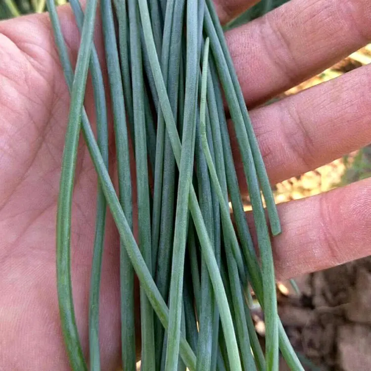 🌿 Wild Onion Seeds (Allium polyrhizum) 🌍 Exotic Flavor, Year-Round Harvest!