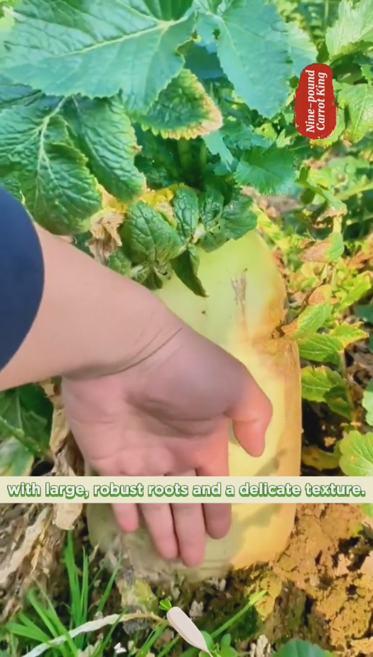 🌟 The Nine-pound Radish King Seeds 🌟