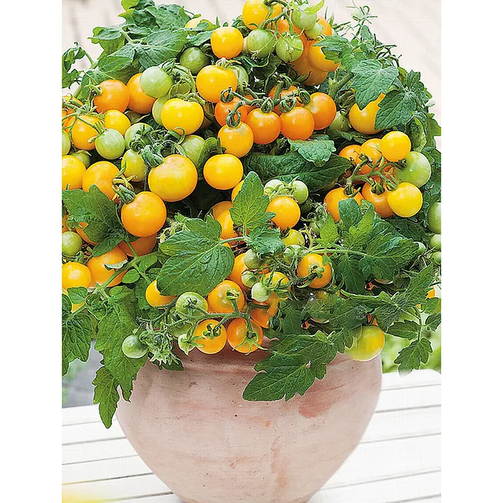 🍅🍅Semínka zakrslých rajčat v květináči