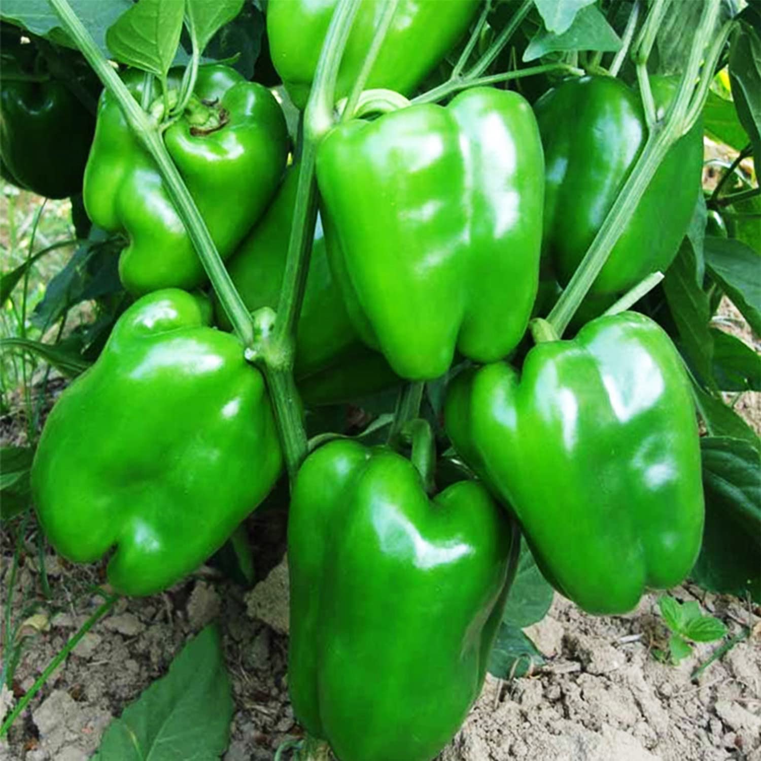 🫑Colorful Sweet Pepper Seeds Organic