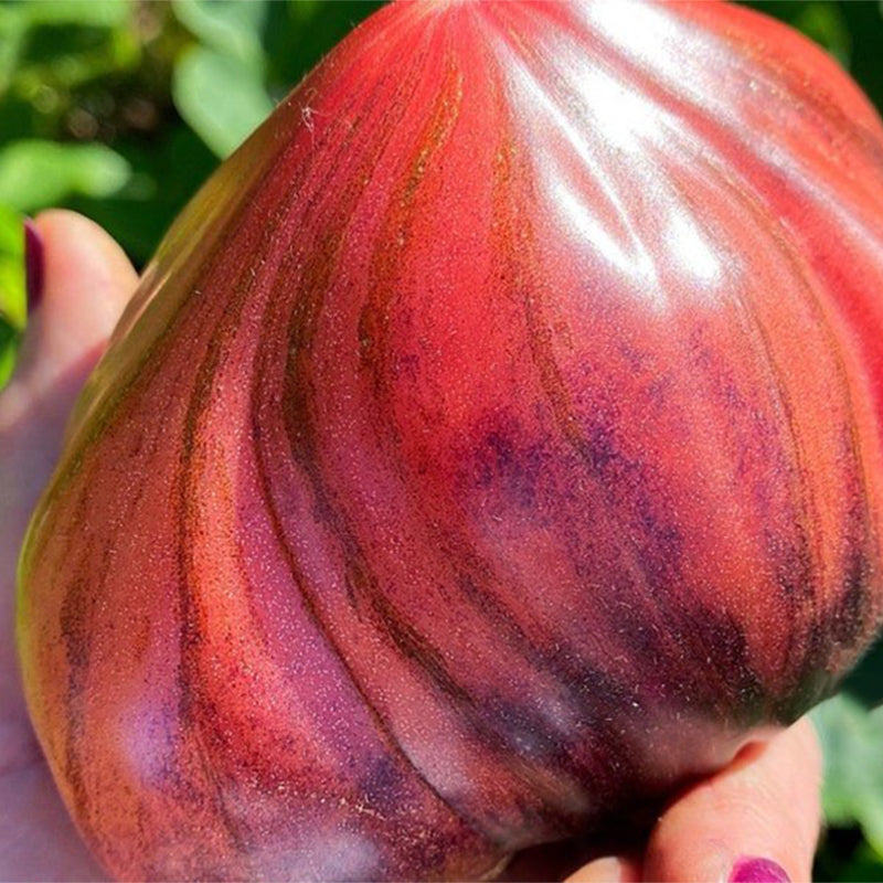 CRUSHED HEART Tomato - Organic Heirloom Seeds