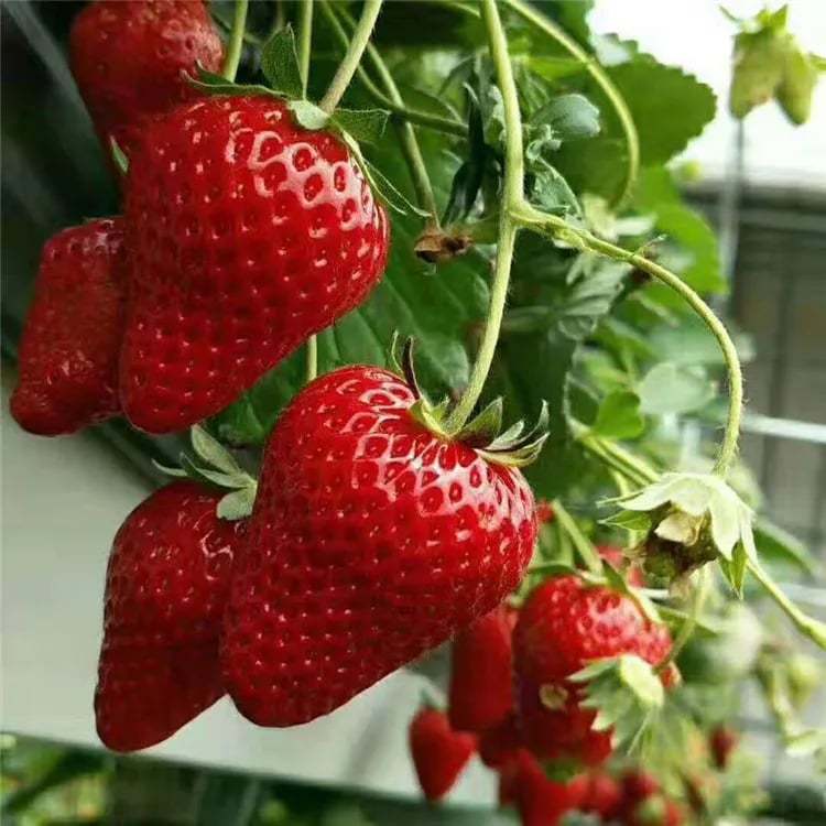 🍓 Semena jahod pro celoroční pěstování – Čerstvé, sladké jahody po celý rok 🌱🍓 Už se neumíte dočkat, až je zasadíte! 🌟💚