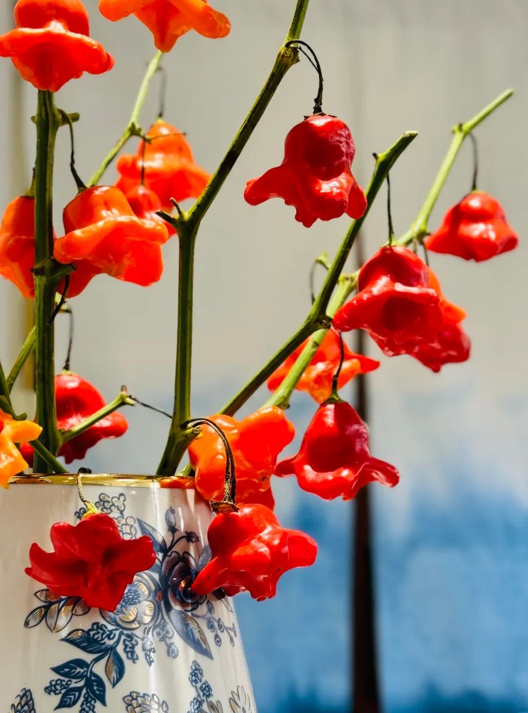 🎄Christmas Bell Peppers Seeds🌶️