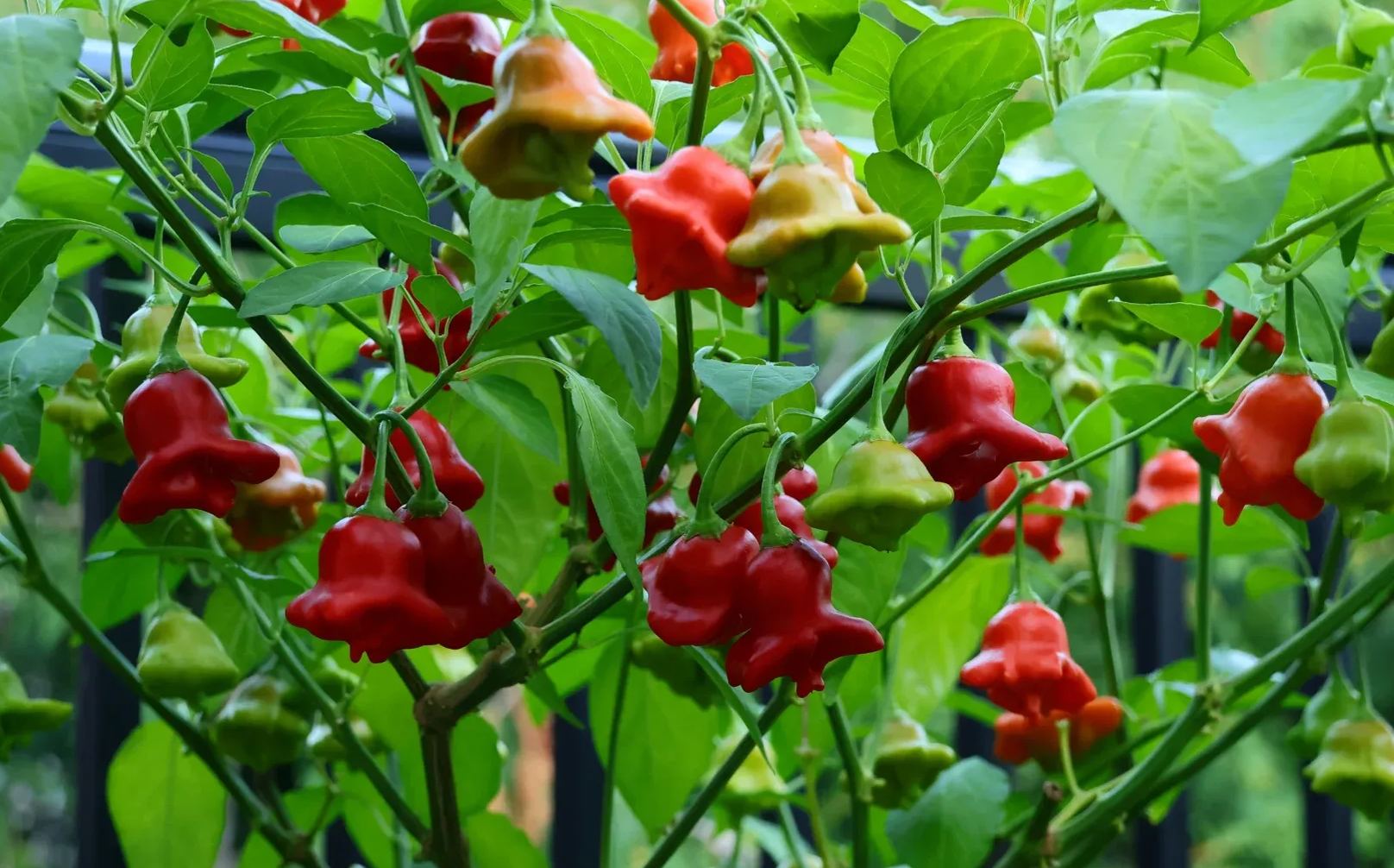 🎄Christmas Bell Peppers Seeds🌶️